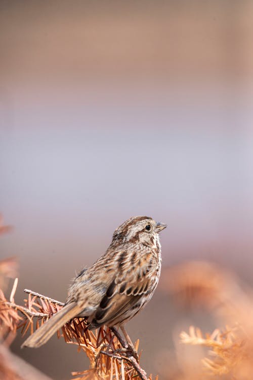 Song Sparrow Bird in Blurred Background 