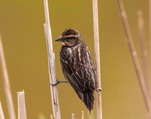 Free Close-up of a red-winged blackbird perched on reeds, highlighting its plumage. Stock Photo
