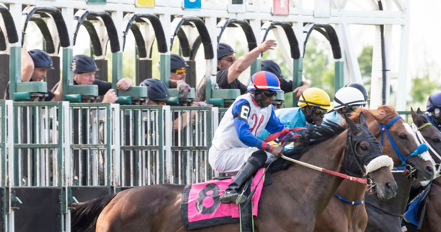 Jockeys et pur-sang s'élançant des stalles de départ lors d'une course de plat