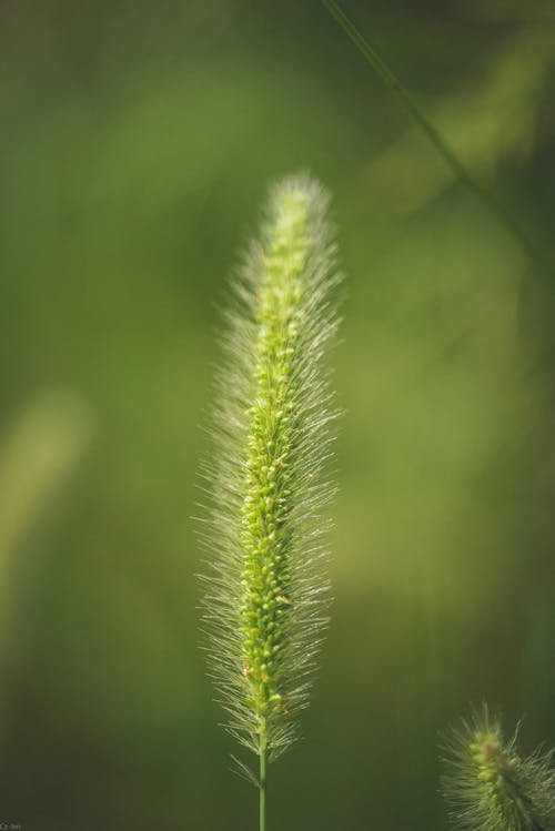 Close-up of Green Foxtail