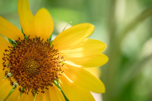 Close-Up Shot of a Sunflower