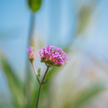 Valerian Root