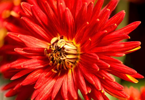 Close-Up Shot of a Chrysanthemum