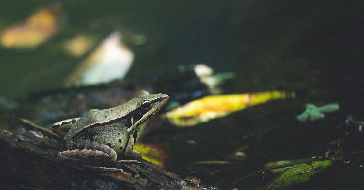 Close-up of a frog on a log in a serene forest, surrounded by nature.