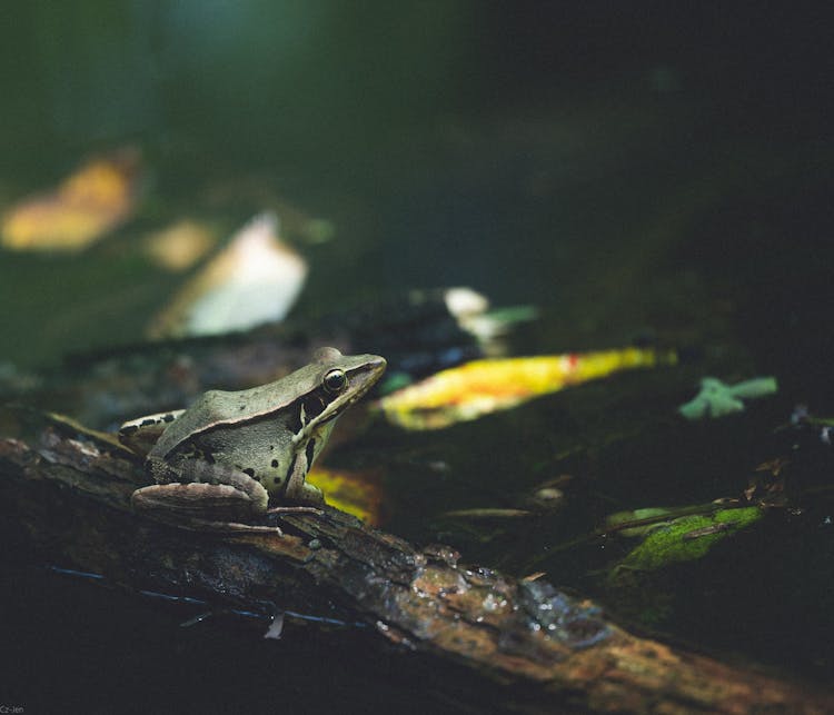 Frog Sitting On Wood In Swamp