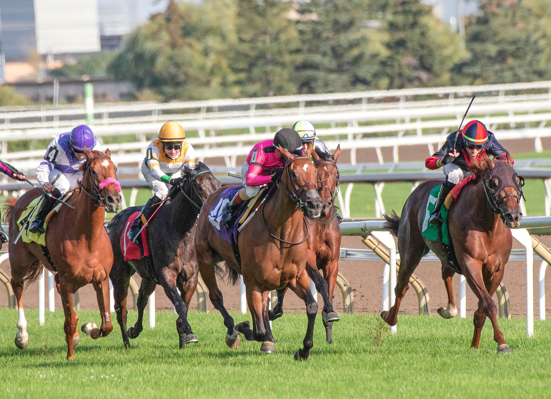 Intense horse race showcasing competitive jockeys driving their steeds toward victory.