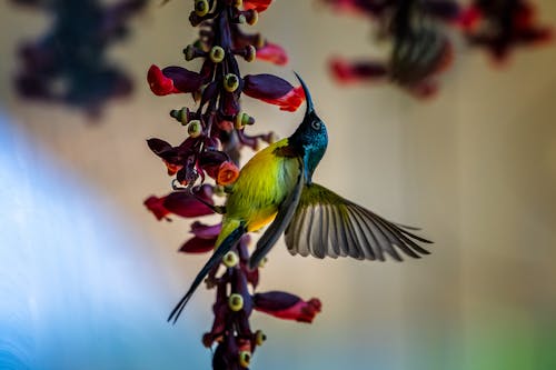 Безкоштовне стокове фото на тему «sunbird, дзьоб, дика природа»