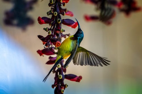 Sunbird Perched on Flower