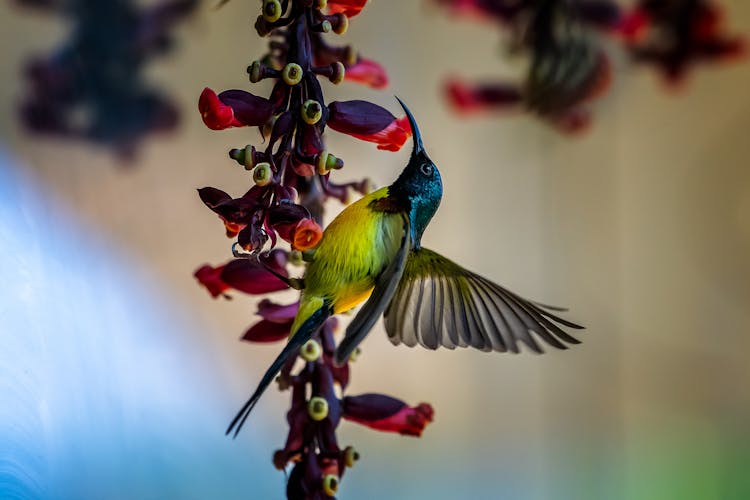 Sunbird Perched On Flower