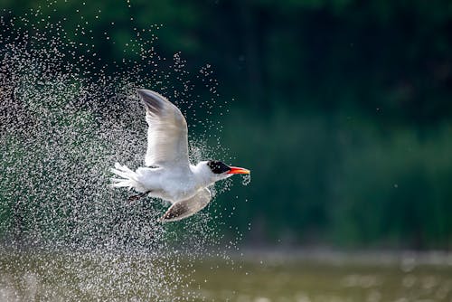 Free White and Black Bird Flying over Water Stock Photo