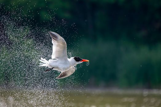 White and Black Bird Flying over Water