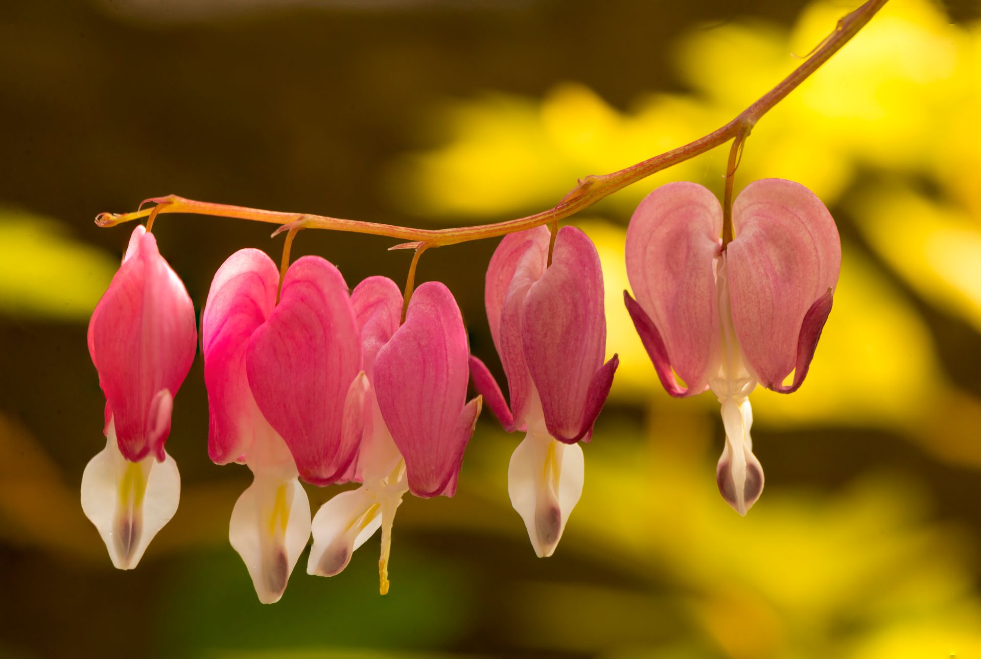 Pink and White Bleeding Heart Flowers in Bloom