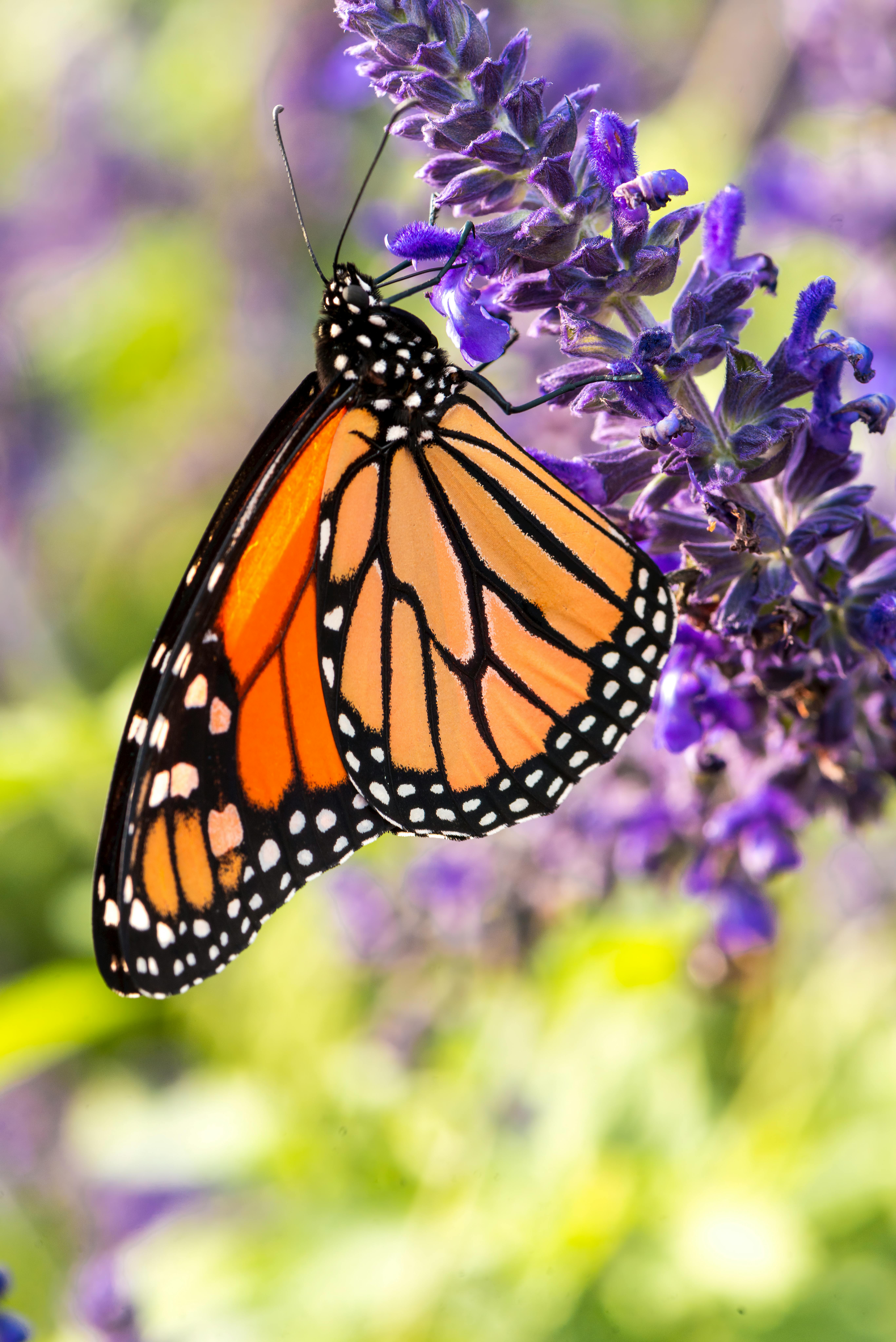 179,251 Butterfly On Purple Flower Royalty-Free Images, Stock