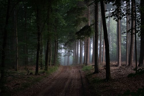 Kostenloses Stock Foto zu bäume, feldweg, natur