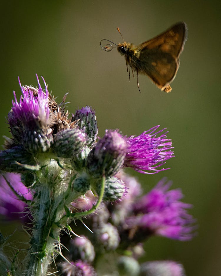 Brown Butterfly Flying Near Purple Flower