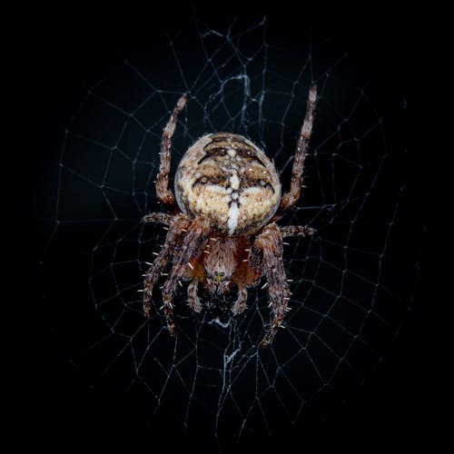 ağ, avrupa bahçe örümceği, balkabağı örümceği içeren Ücretsiz stok fotoğraf