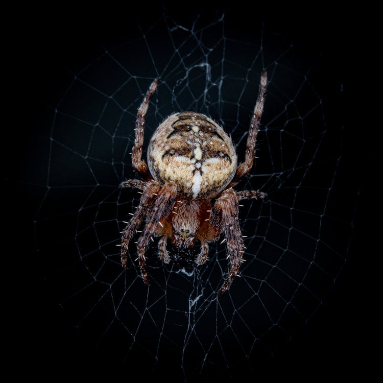 European Garden Spider On Web