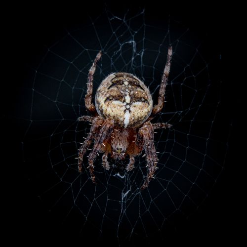 Free Detailed macro shot of an European garden spider (Araneus diadematus) on its web. Stock Photo