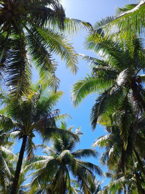 Free Tropical palm trees under a bright blue sky, capturing a serene summer vibe. Stock Photo
