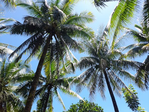 Бесплатное стоковое фото с голубое небо, кокосовые пальмы, пальмовые деревья
