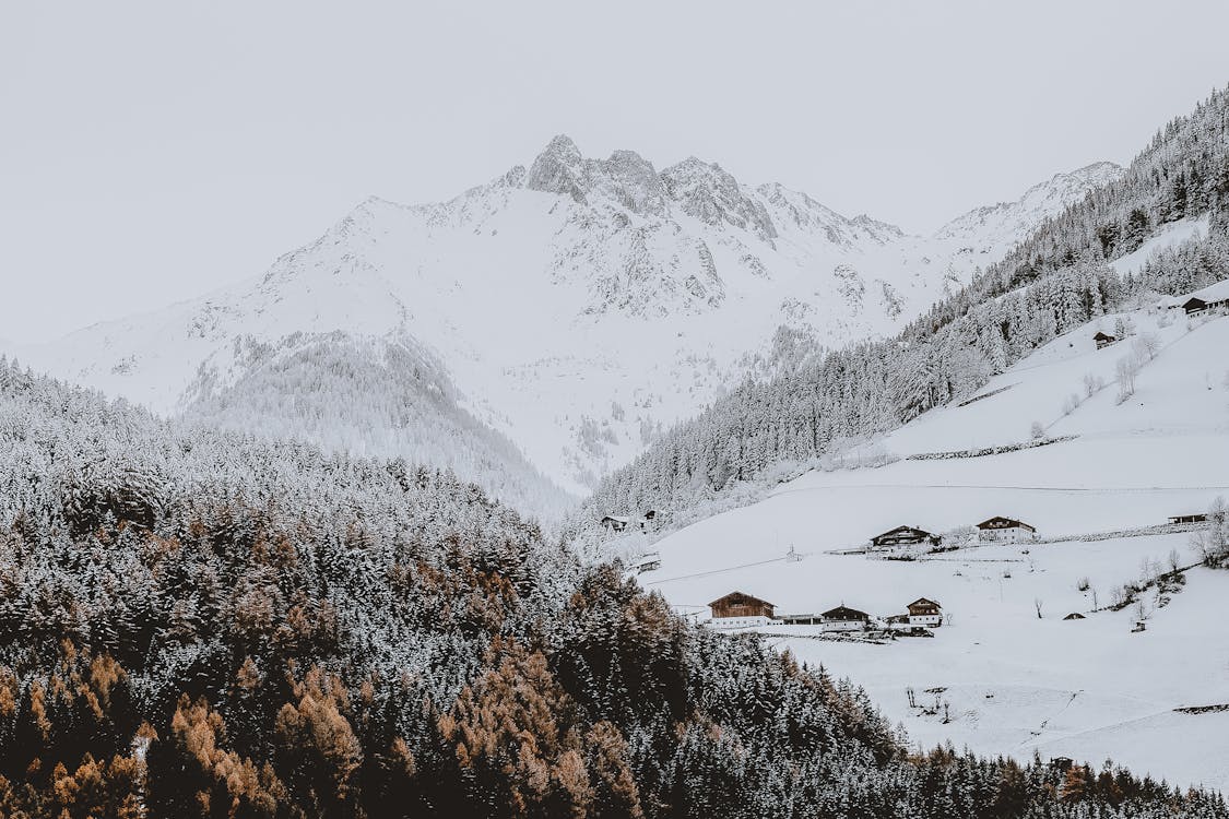 森の近くの雪に覆われた山の写真