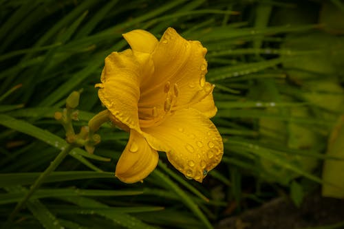 Water Droplets on Yellow Flower