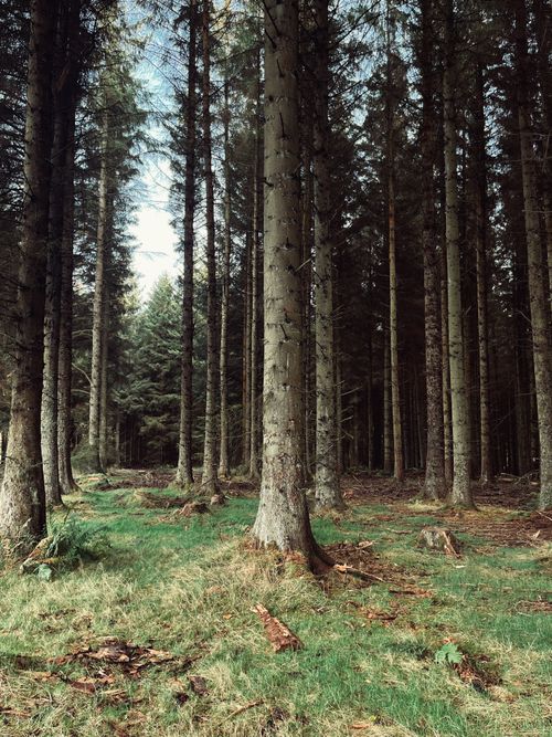 Free Serene forest in Scotland with towering trees and lush greenery. Stock Photo