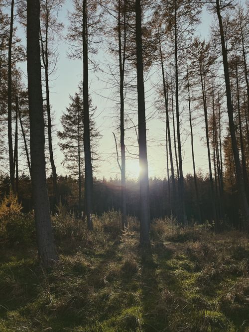 Free Peaceful forest landscape with sunlight filtering through tall trees. Stock Photo