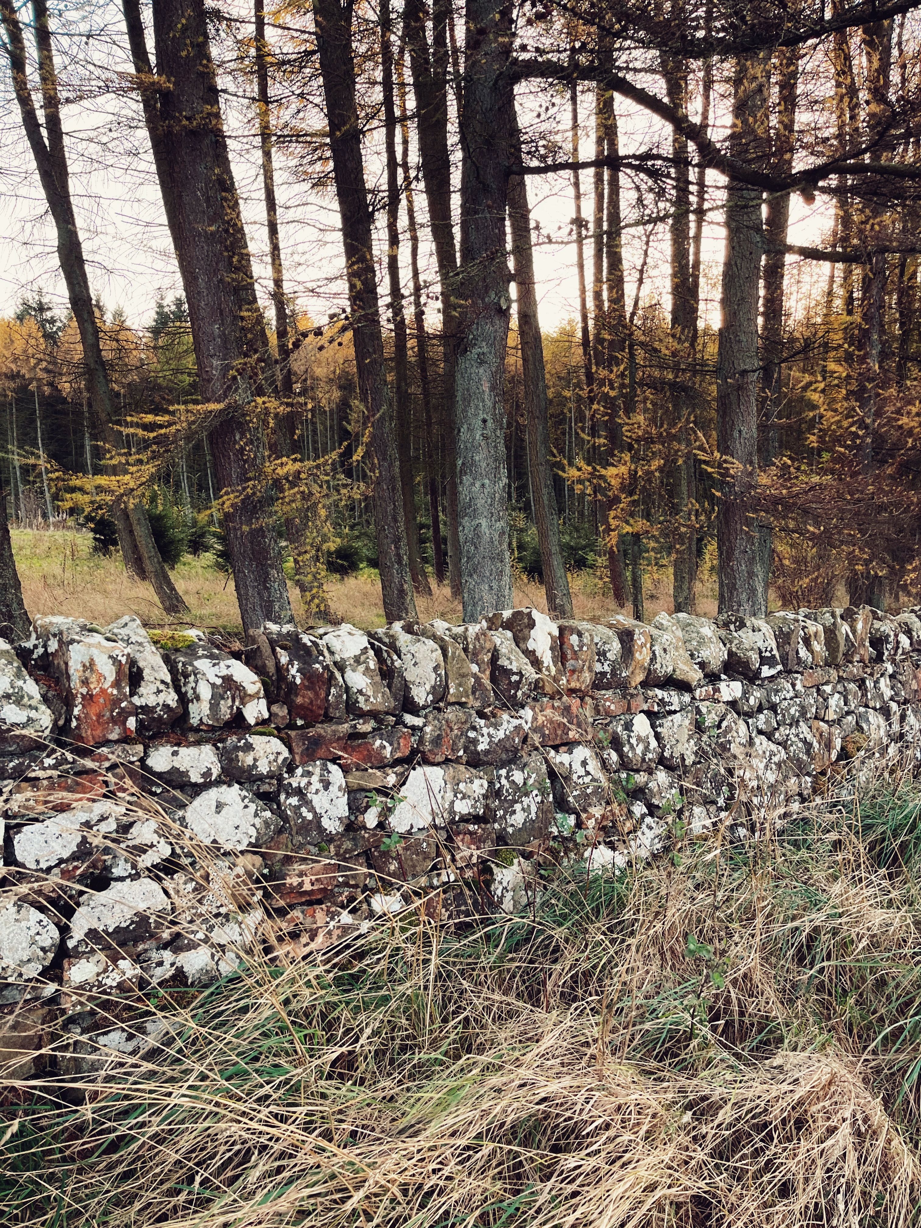 Brown and Gray Rocks on Green Grass Field · Free Stock Photo
