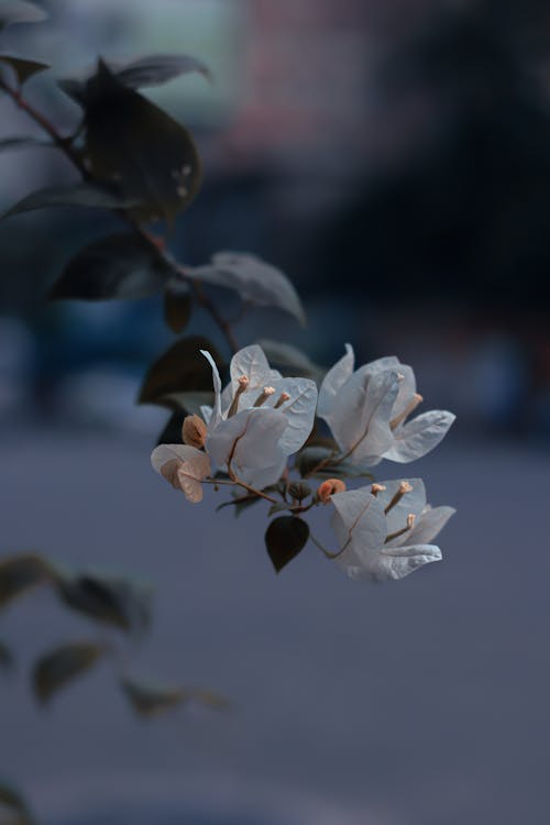 Foto d'estoc gratuïta de buganvillas, efecte maqueta, flora