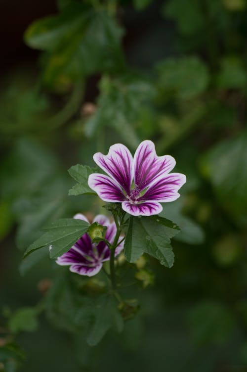 คลังภาพถ่ายฟรี ของ malva sylvestris, กลีบดอก, การถ่ายภาพดอกไม้