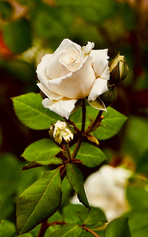 Kostnadsfri bild av blomfotografi, blomknoppar, blomma