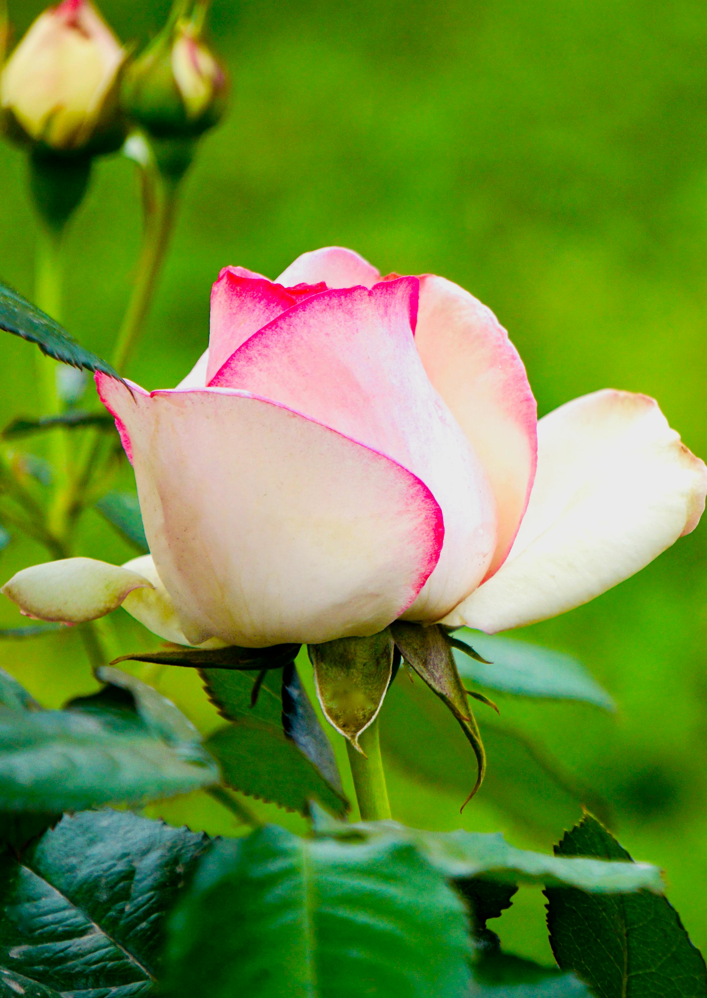 White Rose in Black Background · Free Stock Photo