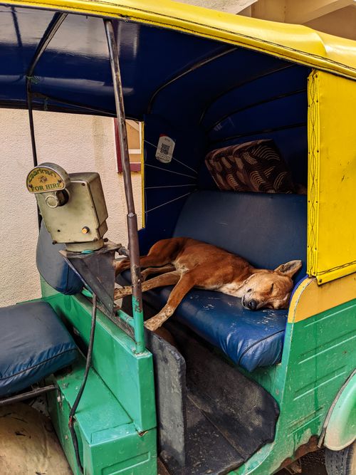 Free A stray dog sleeping peacefully in a vibrant auto rickshaw seat. Stock Photo