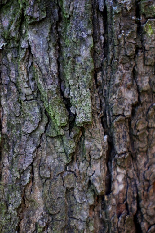 Close-Up of a Tree Trunk 