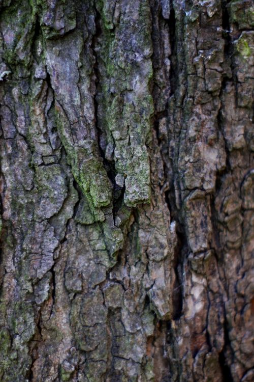 Free Detailed close-up of tree bark with moss, highlighting natural textures and patterns. Stock Photo