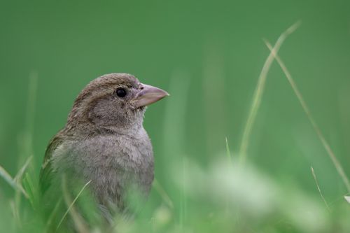 Free A detailed close-up photo of a house sparrow in lush green grass, displaying its beautiful feathers. Stock Photo