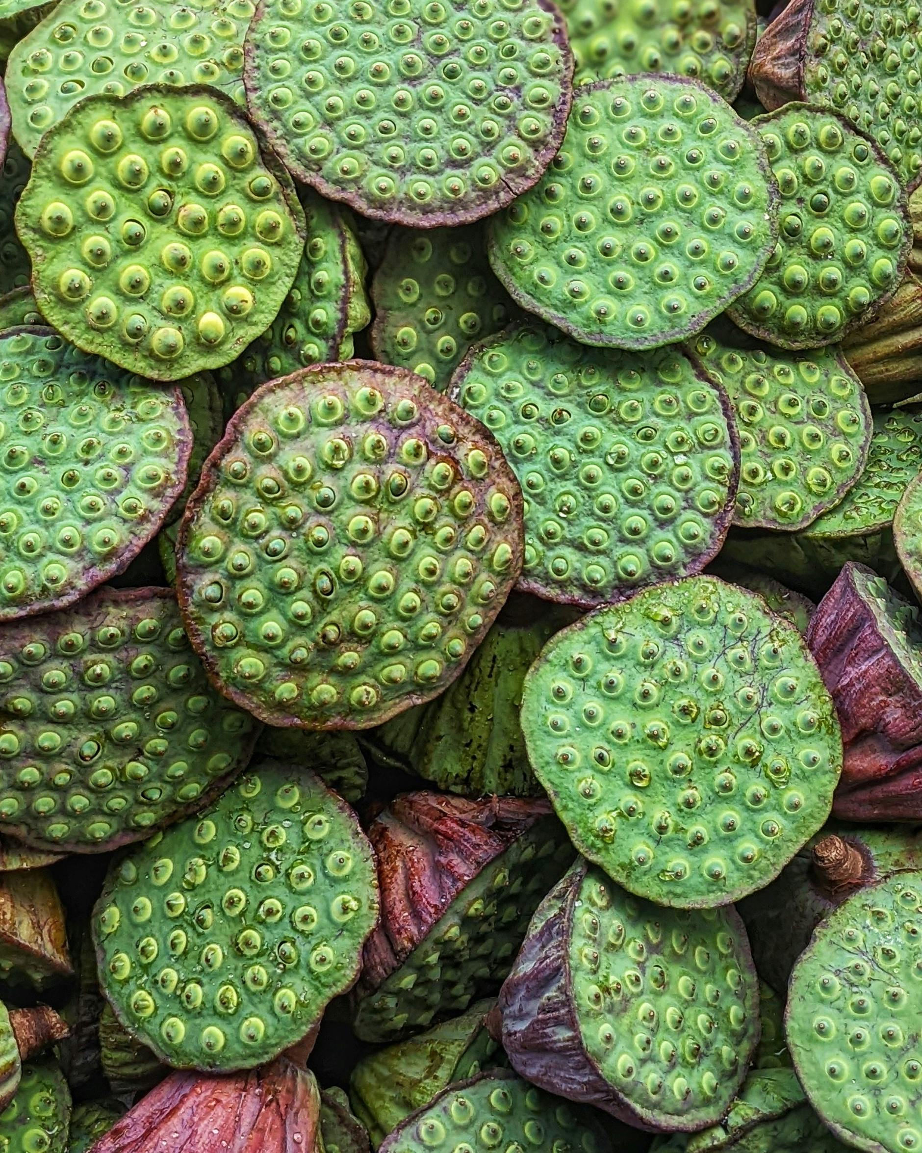 Closeup of Fresh Lotus Seed Pods ?? Free Stock Photo