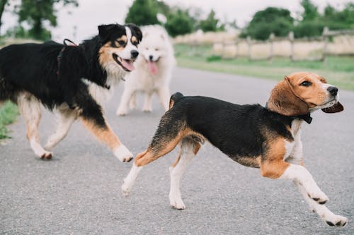 Imagine de stoc gratuită din aleargă, animale, beagle