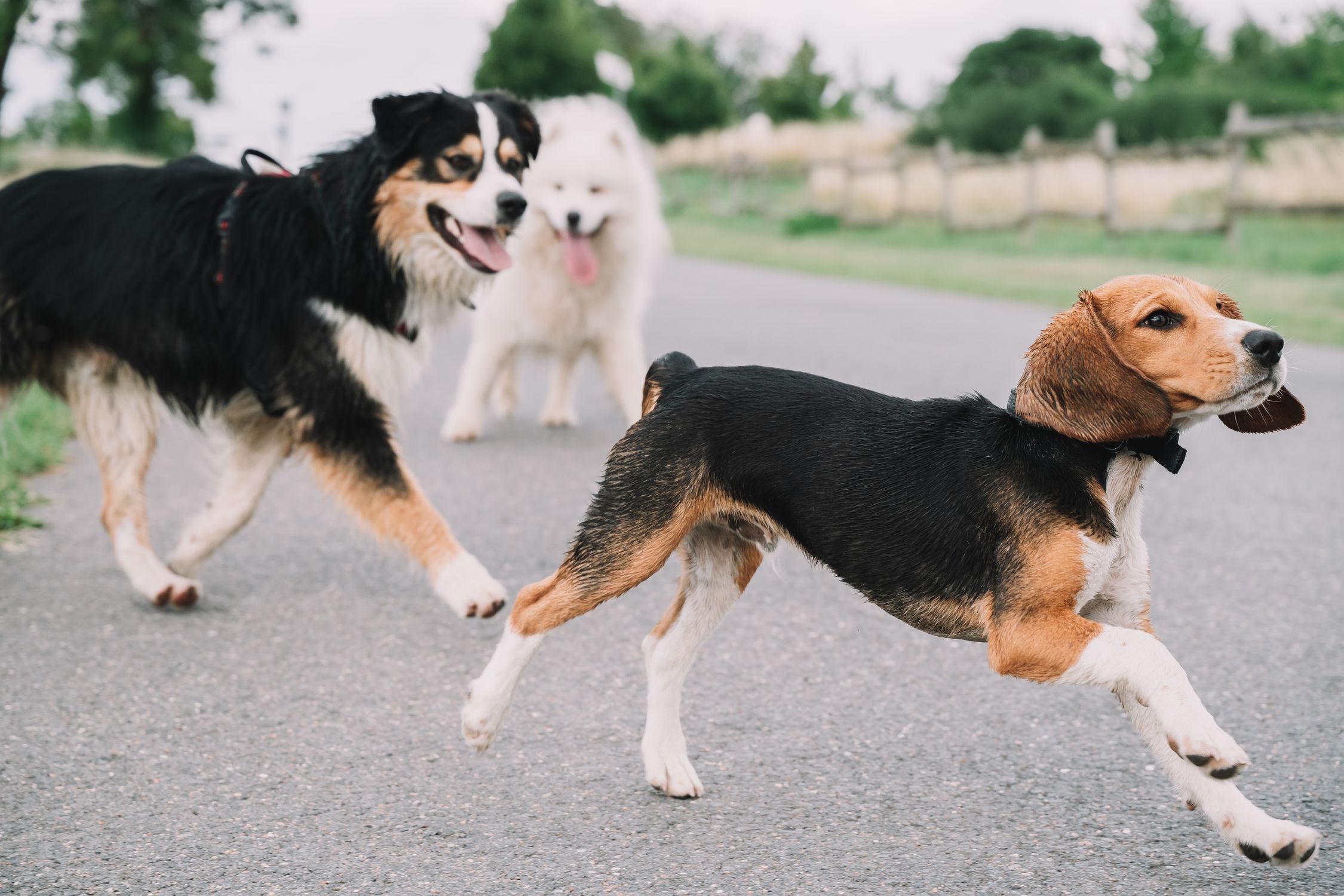 Three dogs, including a beagle, playfully running on an outdoor country road.