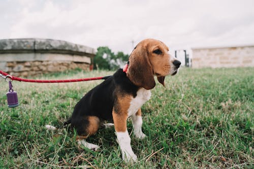 A Beagle on a Leash 