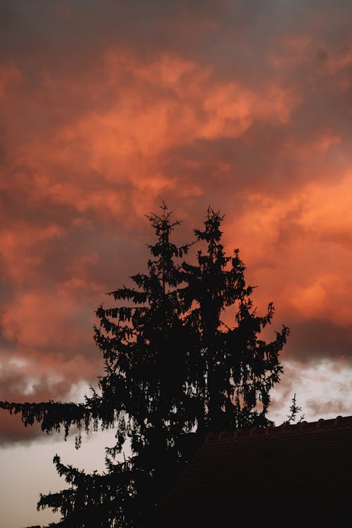 Základová fotografie zdarma na téma listy, mraky, siluety