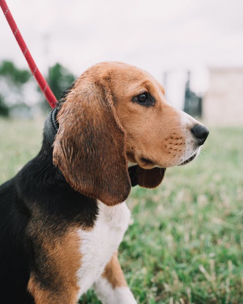 Close-Up Shot of a Beagle 