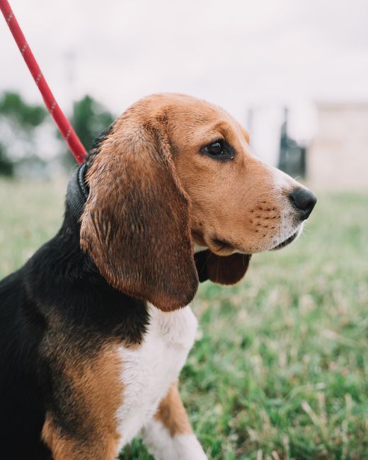 Charming beagle on a leash outdoors, showcasing its attentive demeanor.