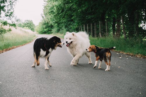 Cute Dogs on an Asphalt Road