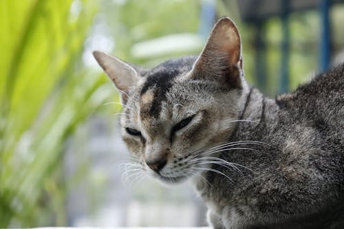 무료 실버 얼룩 고양이의 선택적 초점 사진 스톡 사진