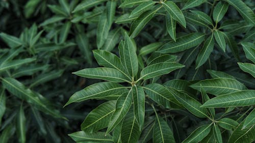 Green Leaf Plant in Close Up Photography