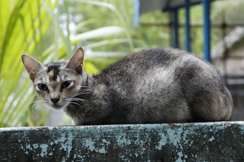 Black and Brown Cat on Teal Concrete Wall