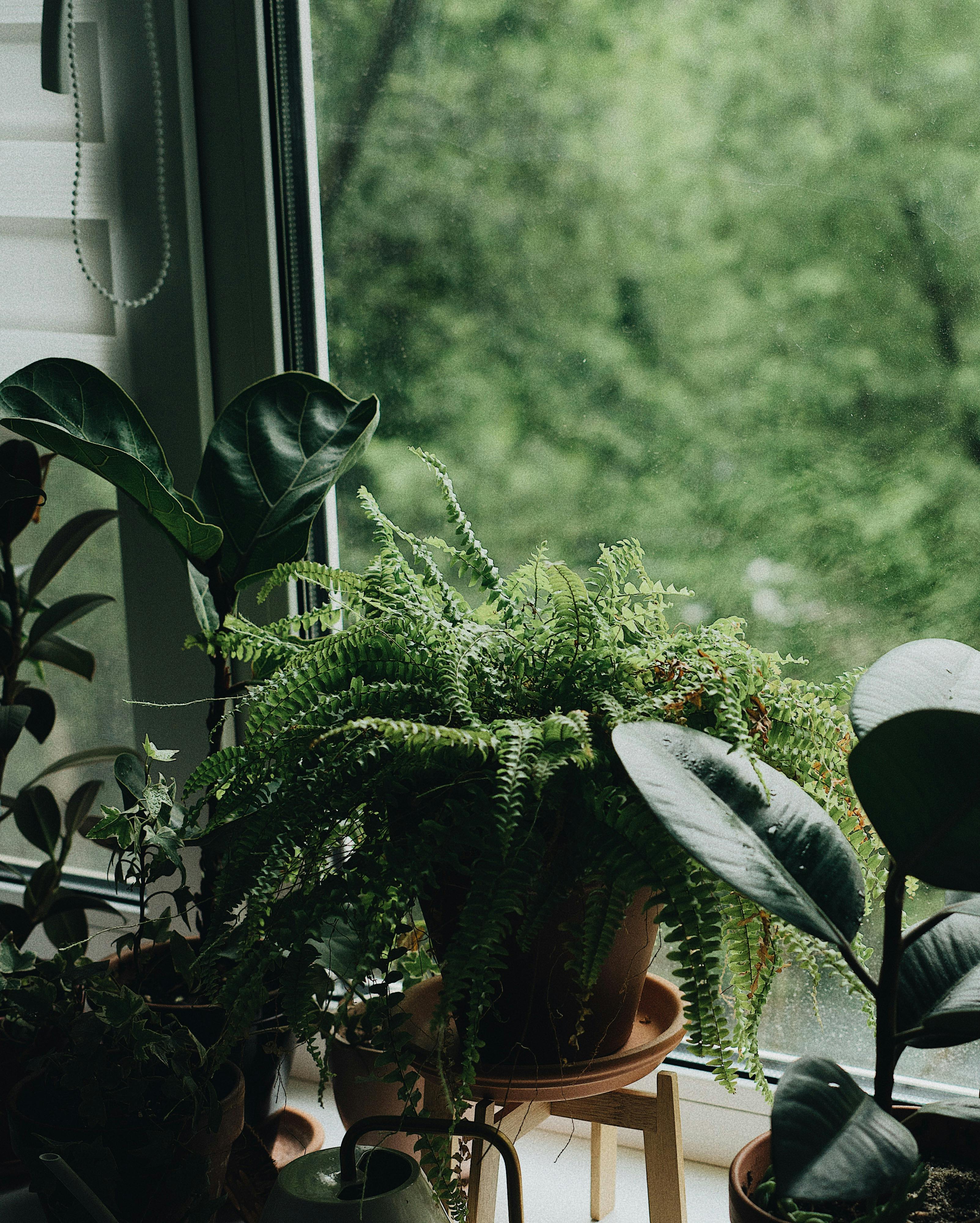 Vibrant indoor greenery near a window, showcasing ferns and potted plants in natural light.