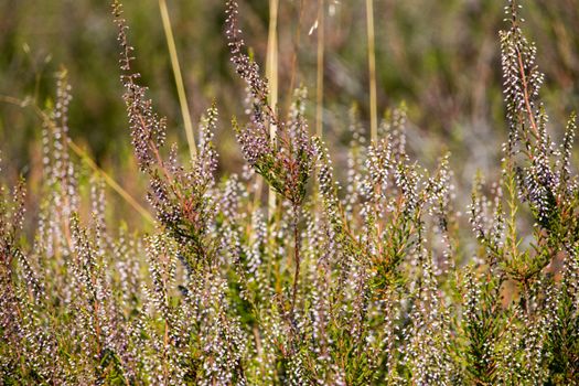 Sunlit heather plants blooming vibrantly in a natural meadow setting, showcasing wild beauty.